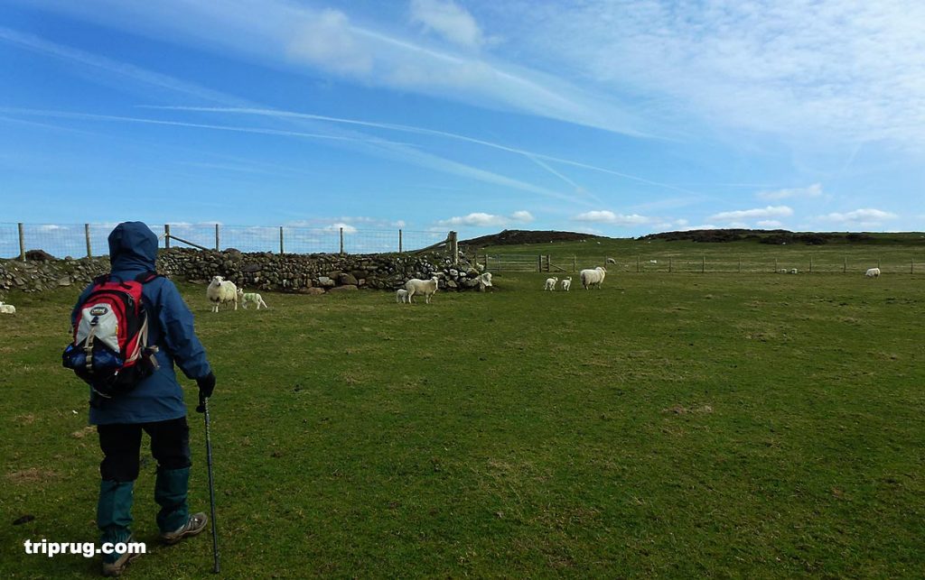 crossing the farmland to cut the walk shorter